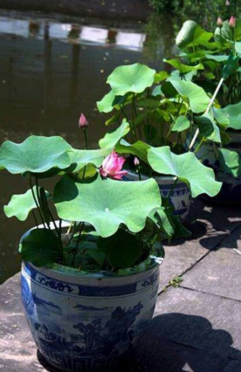 荷花30~40cm