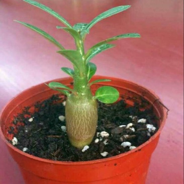 玫瑰苗10cm以下