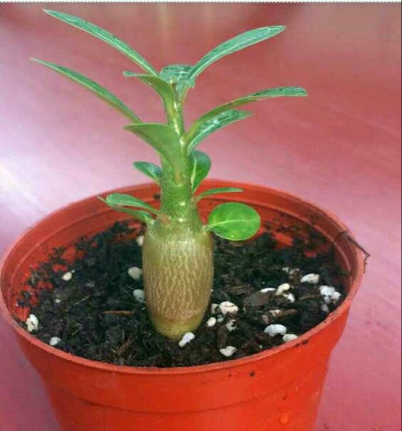 玫瑰苗10cm以下