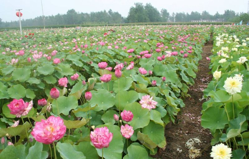 荷花30~40cm