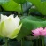 荷花30~40cm