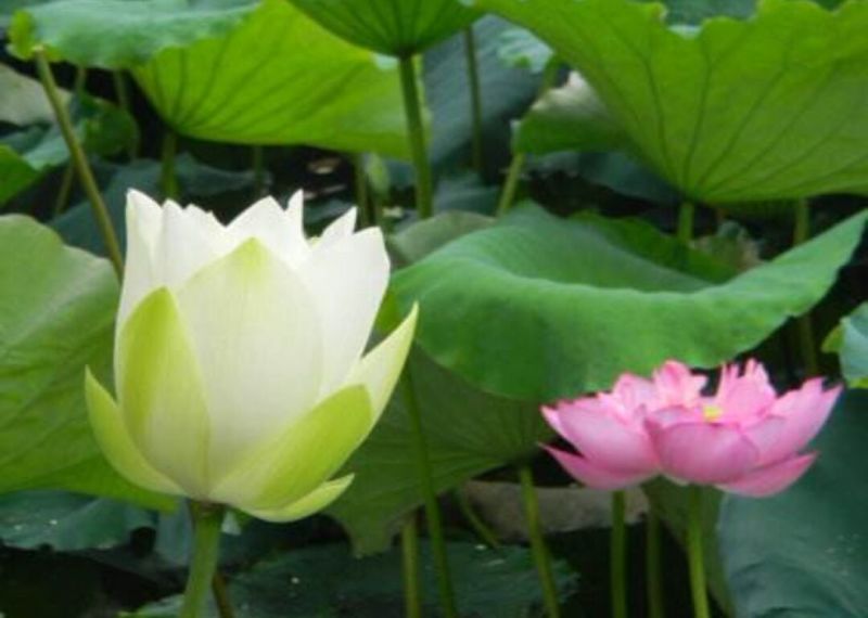 荷花30~40cm