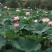荷花30~40cm