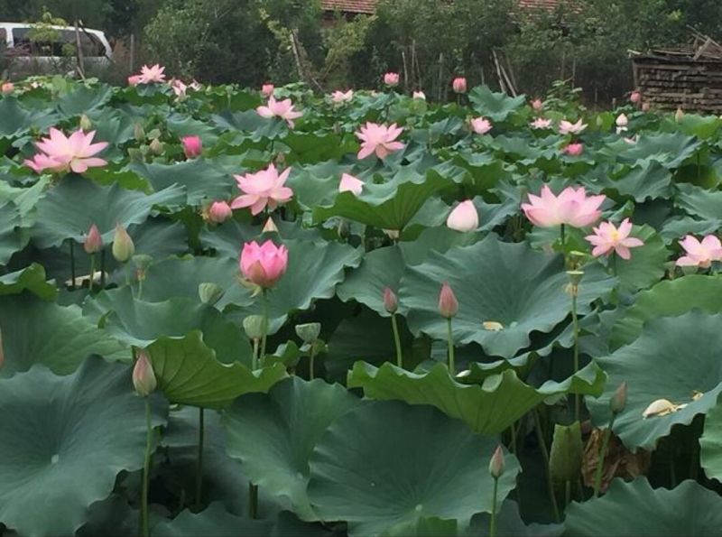 荷花30~40cm