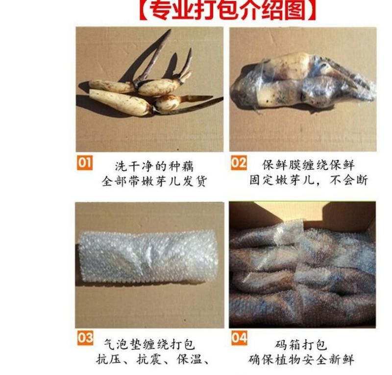 荷花30~40cm