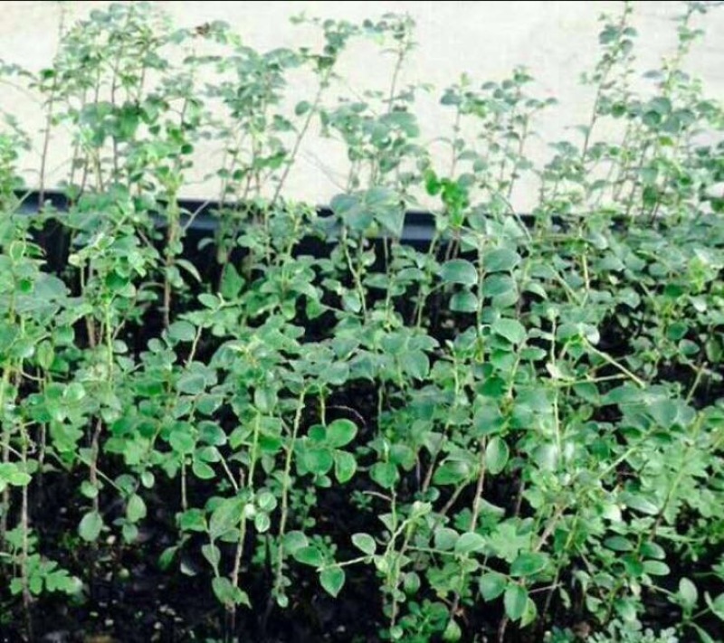 紫檀