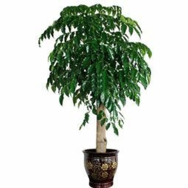 幸福树30~50cm