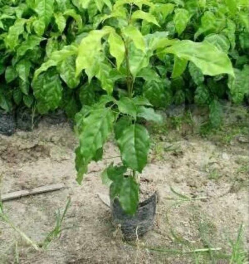 幸福树30~50cm