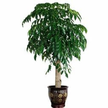 幸福树30~50cm