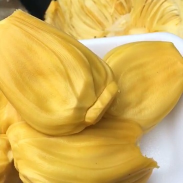 海南黄肉菠萝蜜