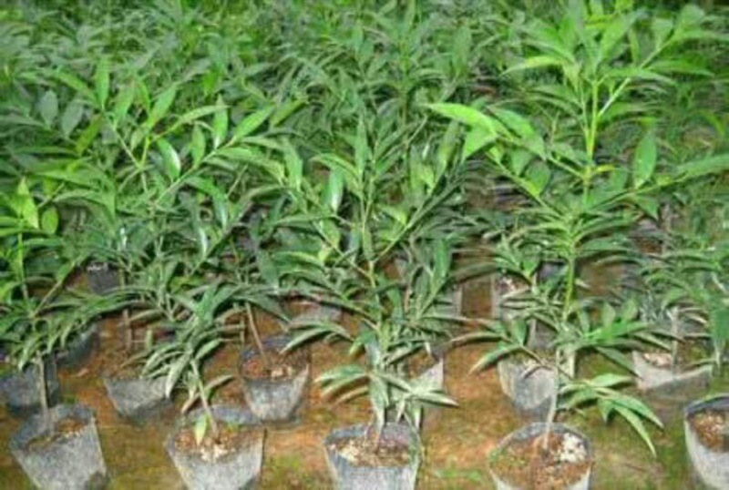 竹柏2cm以下2米以下