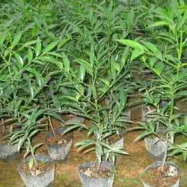竹柏2cm以下2米以下