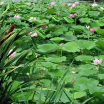 大型观赏荷花种藕苗莲藕种苗盆栽荷花种根苗莲藕苗莲花苗荷花