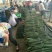 精品密刺黄瓜产地直发品质保证现摘现发干花带刺可视频看货