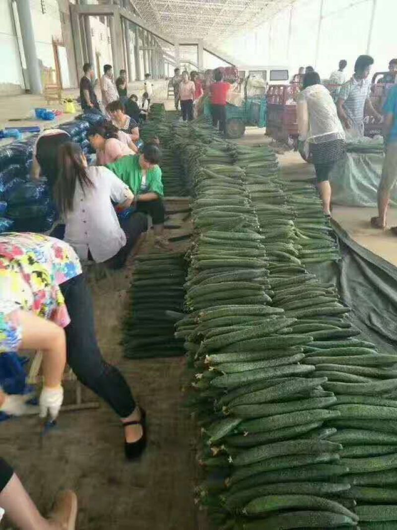 精品密刺黄瓜产地直发品质保证现摘现发干花带刺可视频看货