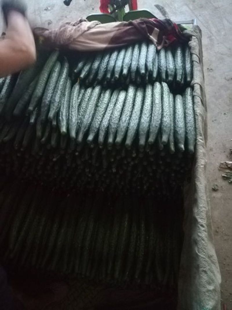 精品密刺黄瓜产地直发品质保证现摘现发干花带刺可视频看货