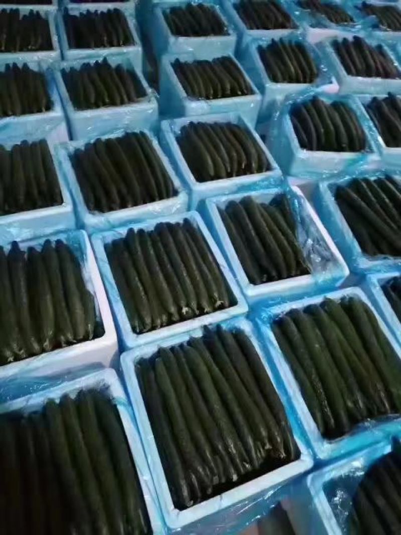 精品密刺黄瓜产地直发品质保证现摘现发干花带刺可视频看货