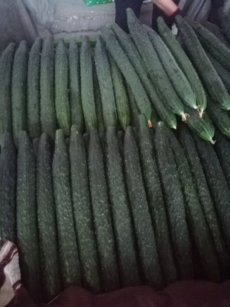 精品密刺黄瓜产地直发品质保证现摘现发干花带刺可视频看货
