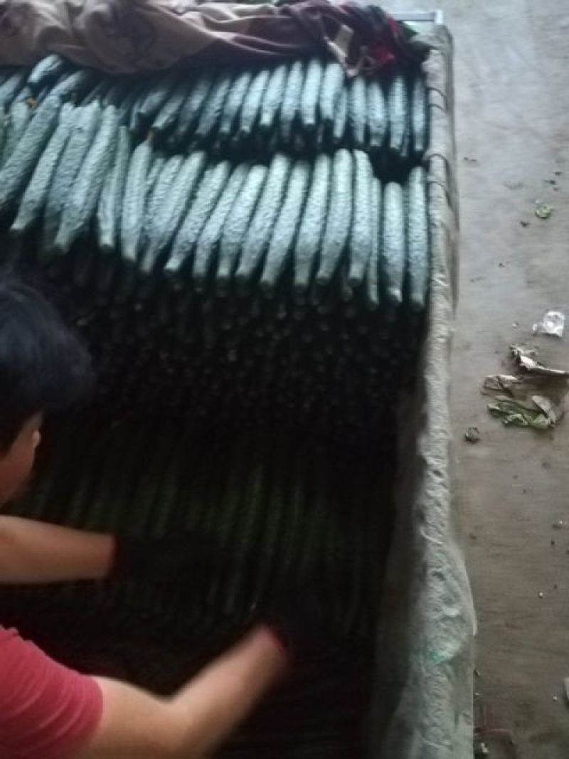 精品密刺黄瓜产地直发品质保证现摘现发干花带刺可视频看货