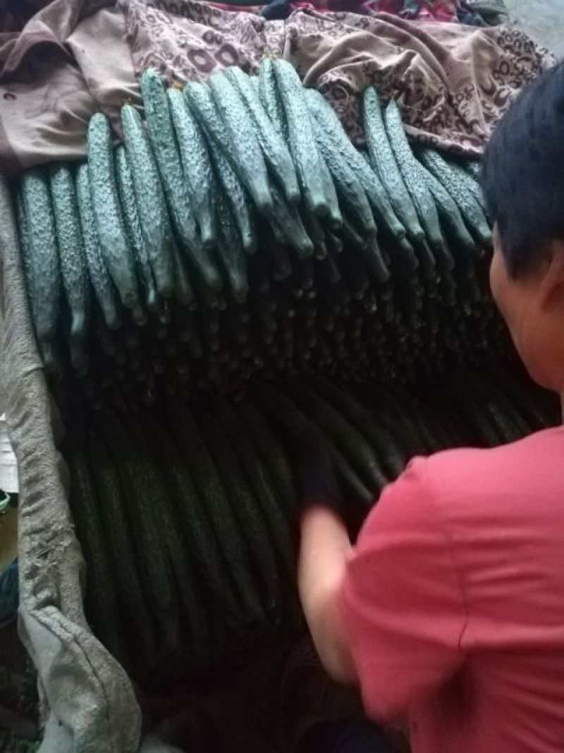 精品密刺黄瓜产地直发品质保证现摘现发干花带刺可视频看货