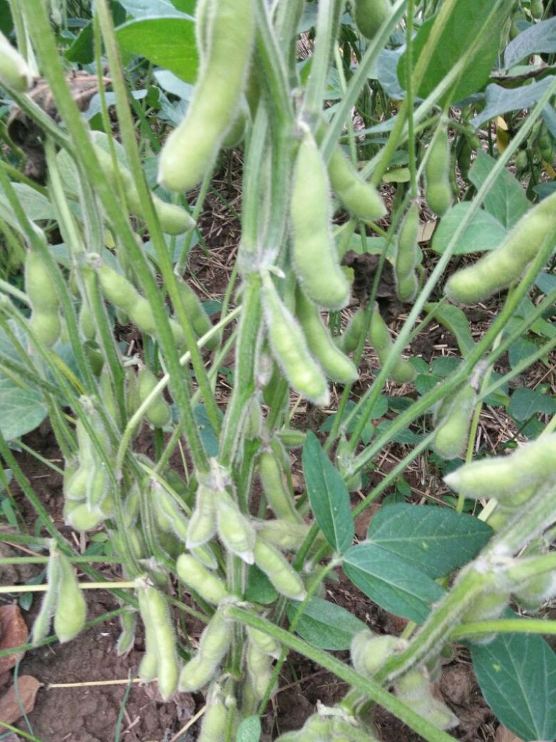 翠绿宝鲜毛豆荚