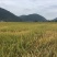 早籼稻谷1
