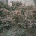 无刺花椒苗嫁接苗