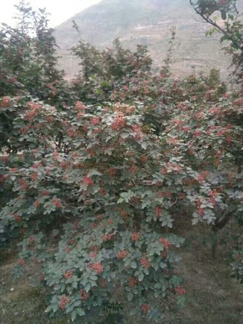 无刺花椒苗嫁接苗