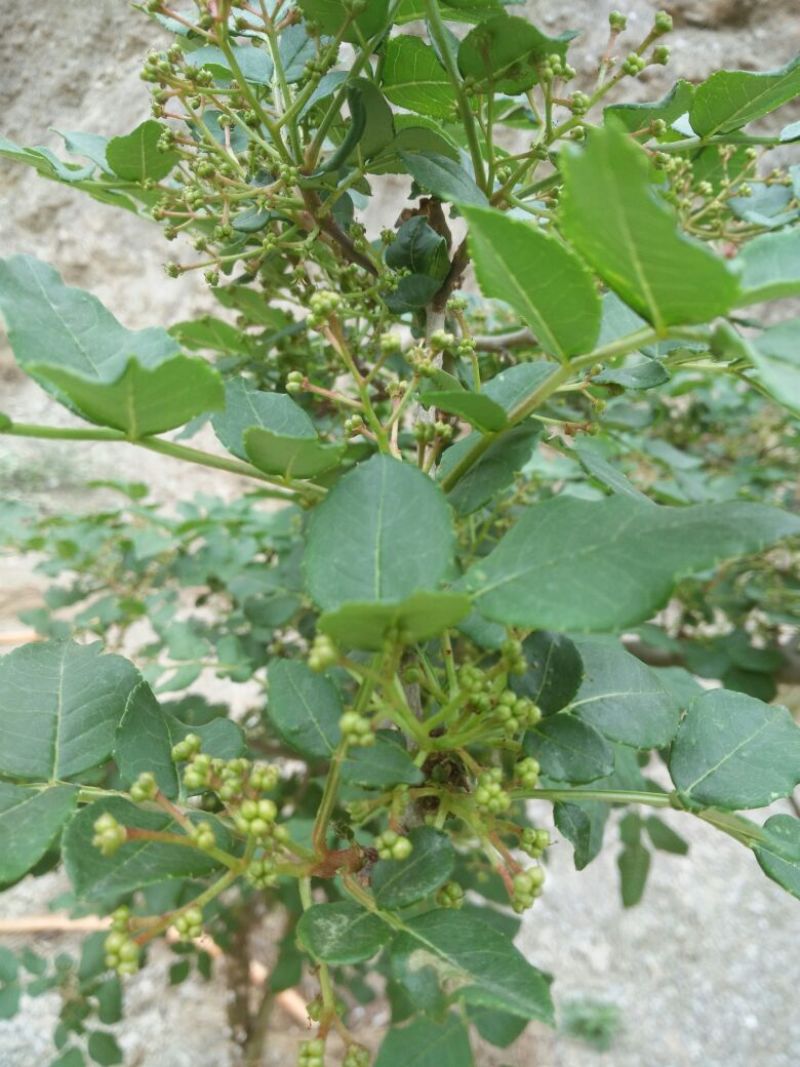 无刺花椒苗嫁接苗