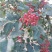 无刺花椒苗嫁接苗