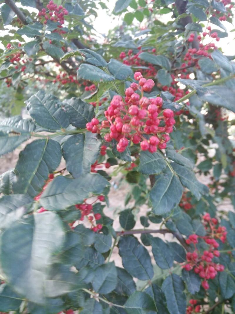 无刺花椒苗嫁接苗