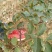 无刺花椒苗嫁接苗