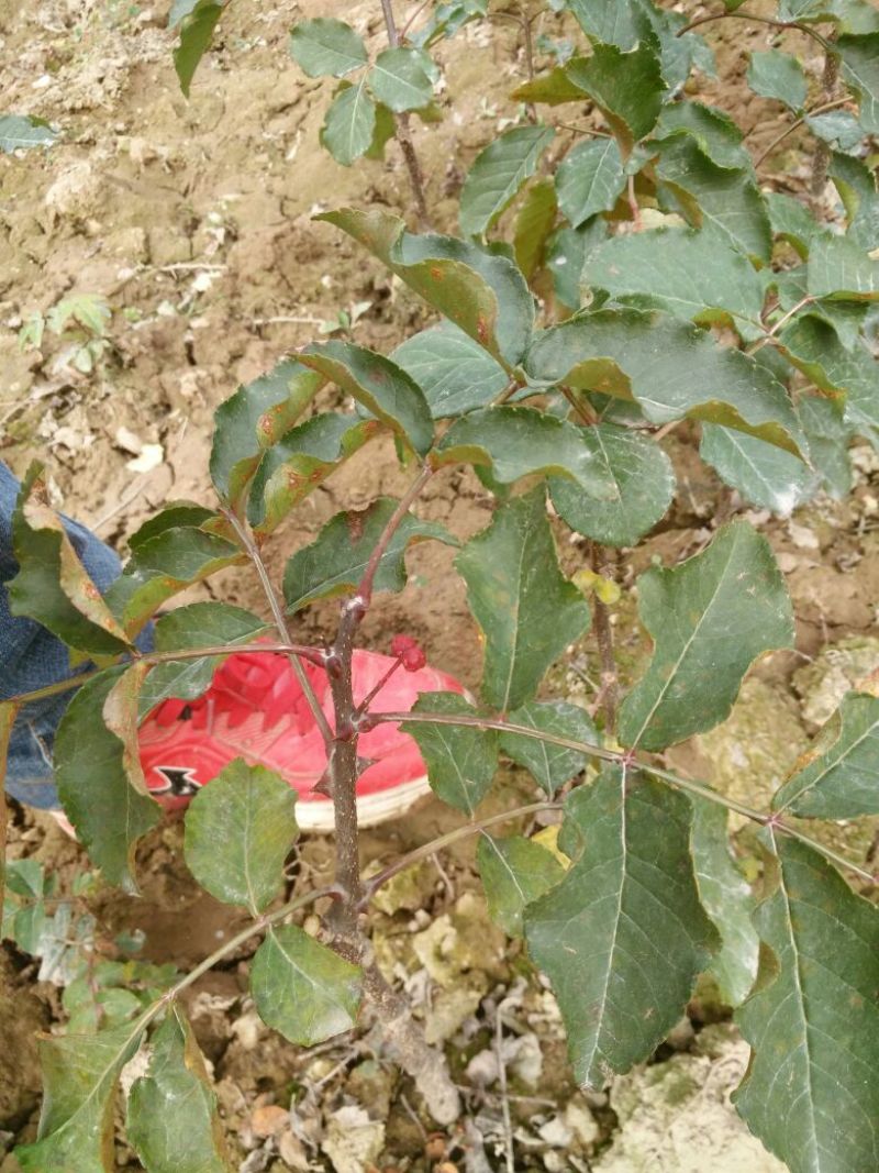 无刺花椒苗嫁接苗