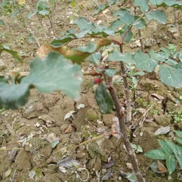无刺花椒苗嫁接苗