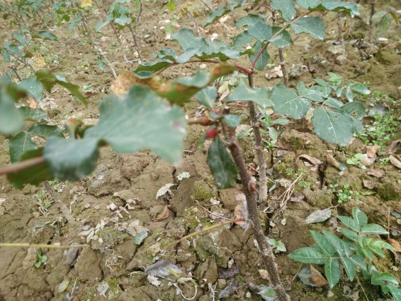 无刺花椒苗嫁接苗