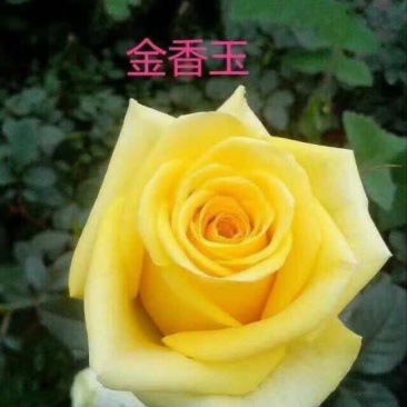 云南昆明斗南基地直供金香玉黄玫瑰苗月季花苗裸根扦插小苗