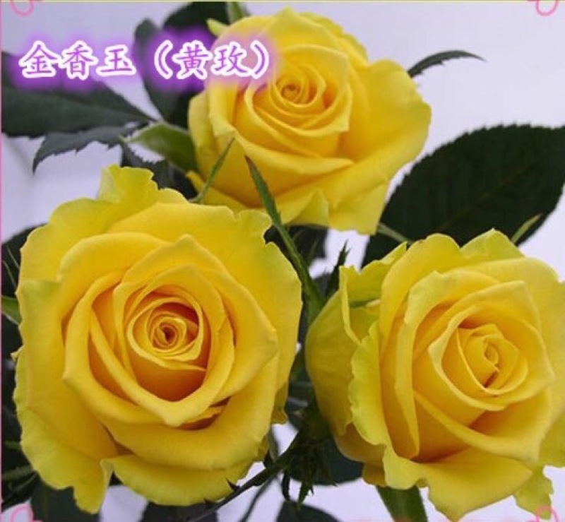云南昆明斗南基地直供金香玉黄玫瑰苗月季花苗裸根扦插小苗