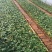 云南昆明斗南基地直供金香玉黄玫瑰苗月季花苗裸根扦插小苗