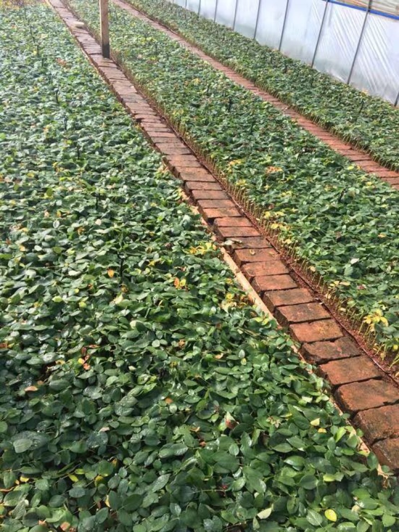 云南昆明斗南基地直供金香玉黄玫瑰苗月季花苗裸根扦插小苗