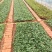 云南昆明斗南基地直供金香玉黄玫瑰苗月季花苗裸根扦插小苗