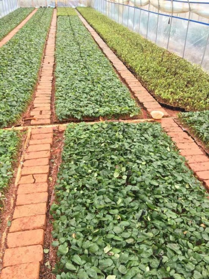 云南昆明斗南基地直供金香玉黄玫瑰苗月季花苗裸根扦插小苗