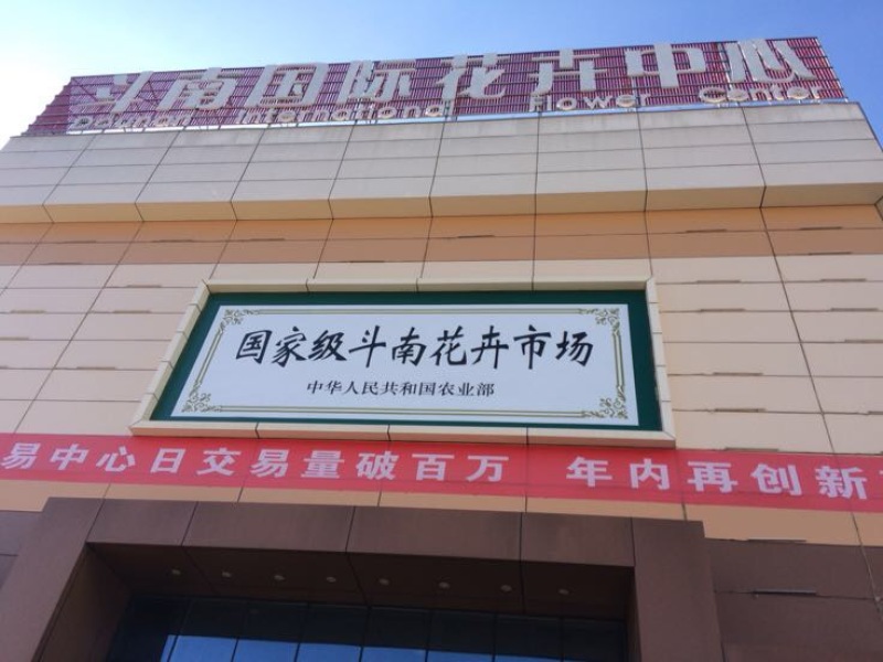云南昆明斗南基地直供金香玉黄玫瑰苗月季花苗裸根扦插小苗