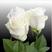 白玫瑰苗坦尼克玫瑰种苗裸根扦插小苗扦插小苗