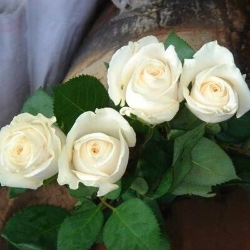 白玫瑰苗坦尼克玫瑰种苗裸根扦插小苗扦插小苗