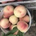 精品红不软桃80mm以上大量上市