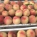 精品红不软桃80mm以上大量上市