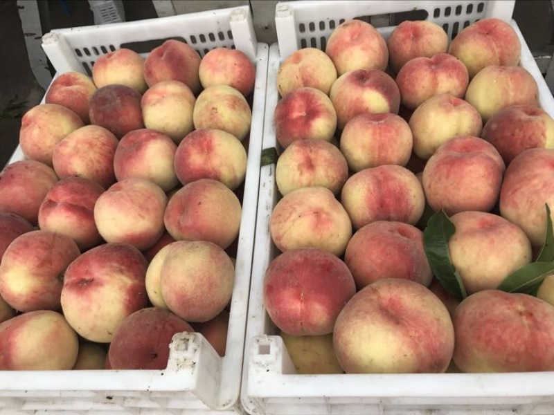 精品红不软桃80mm以上大量上市