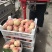 精品红不软桃80mm以上大量上市