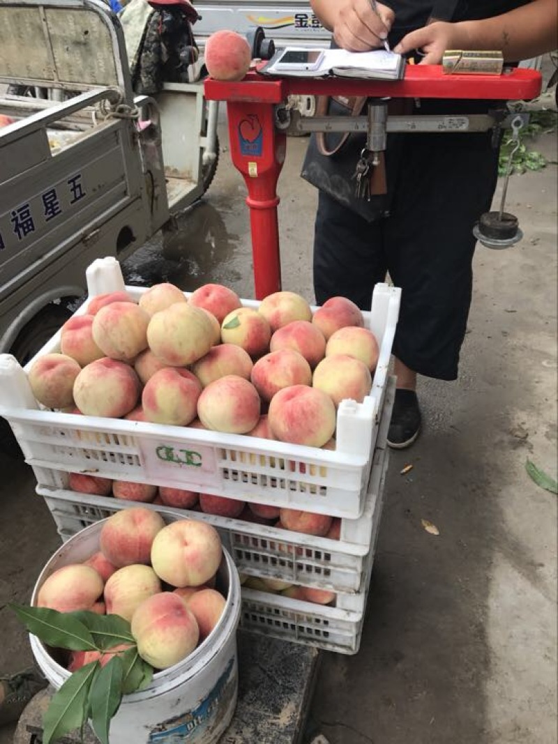 精品红不软桃80mm以上大量上市