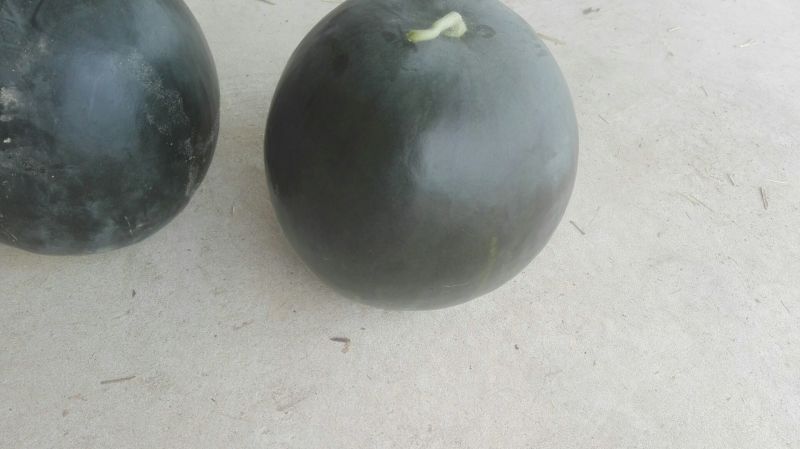黑皮无籽西瓜8斤打底8成熟1茬